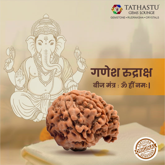 Original Ganesh Rudraksha | Nepali Abhimantrit