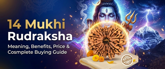 14 Mukhi Rudraksha: Meaning, Benefits, Wearing Rules & Complete Buying Guide