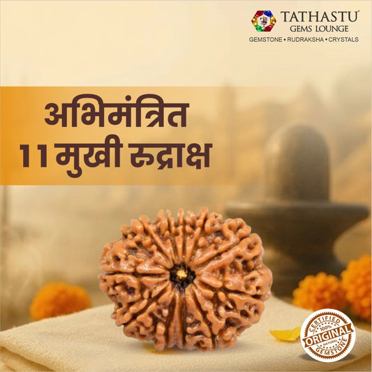 Original 11 Mukhi Rudraksha  |  Nepali Abhimantrit