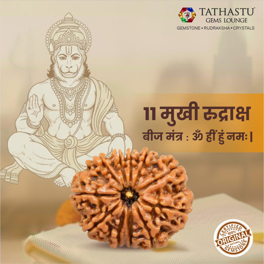 Original 11 Mukhi Rudraksha  |  Nepali Abhimantrit