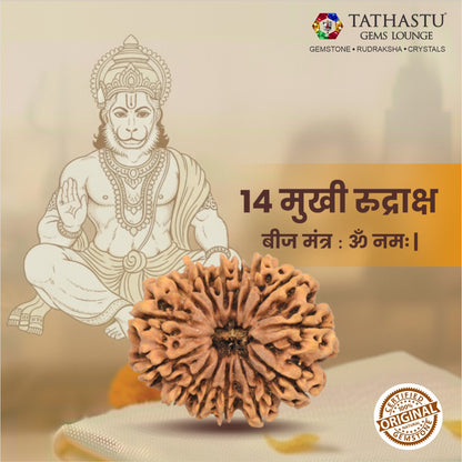 Original 14 Mukhi Rudraksha  |  Nepali Abhimantrit
