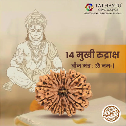 Abhimantrit Original 14 Mukhi Rudraksha bead at Tathastu Gems Lounge featuring Lord Hanuman and Lord Shiva (Deva Mani) illustration with mantra details.