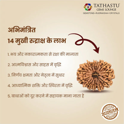 Abhimantrit Original 14 Mukhi Rudraksha bead at Tathastu Gems Lounge showing key benefits for intuition, third eye activation, and Saturn (Shani) relief in Hindi.