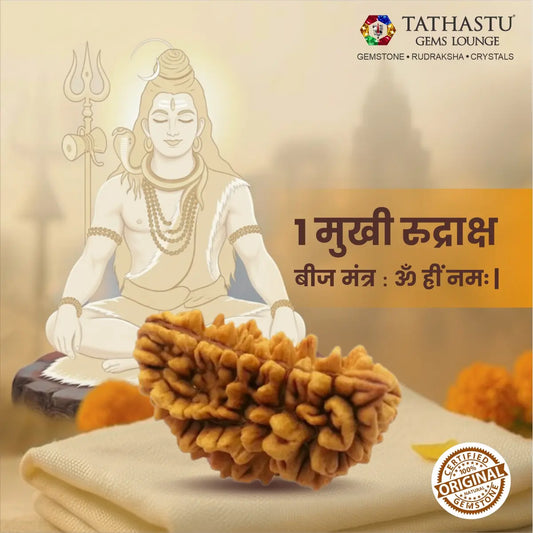 Authentic Ek Mukhi Rudraksha certified natural 1 Mukhi Rudraksha bead with divine energy