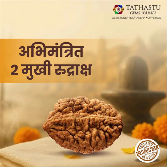 Natural 2 Mukhi Rudraksha certified original Nepali bead for harmony, relationships and Lord Shiva blessings