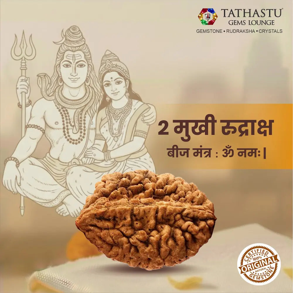 Authentic 2 Mukhi Rudraksha certified natural Rudraksha bead for love, peace and emotional balance