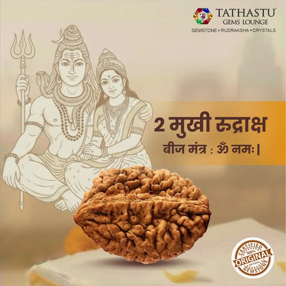 Authentic 2 Mukhi Rudraksha certified natural Rudraksha bead for love, peace and emotional balance