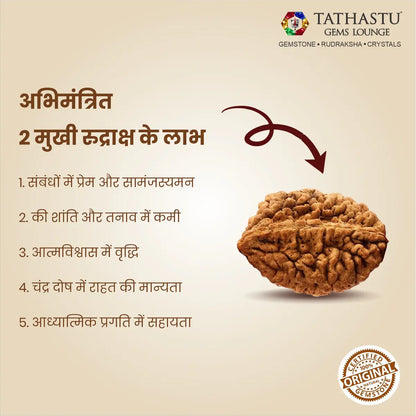 Premium natural 2 Mukhi Rudraksha bead certified for meditation, inner peace and positive energy
