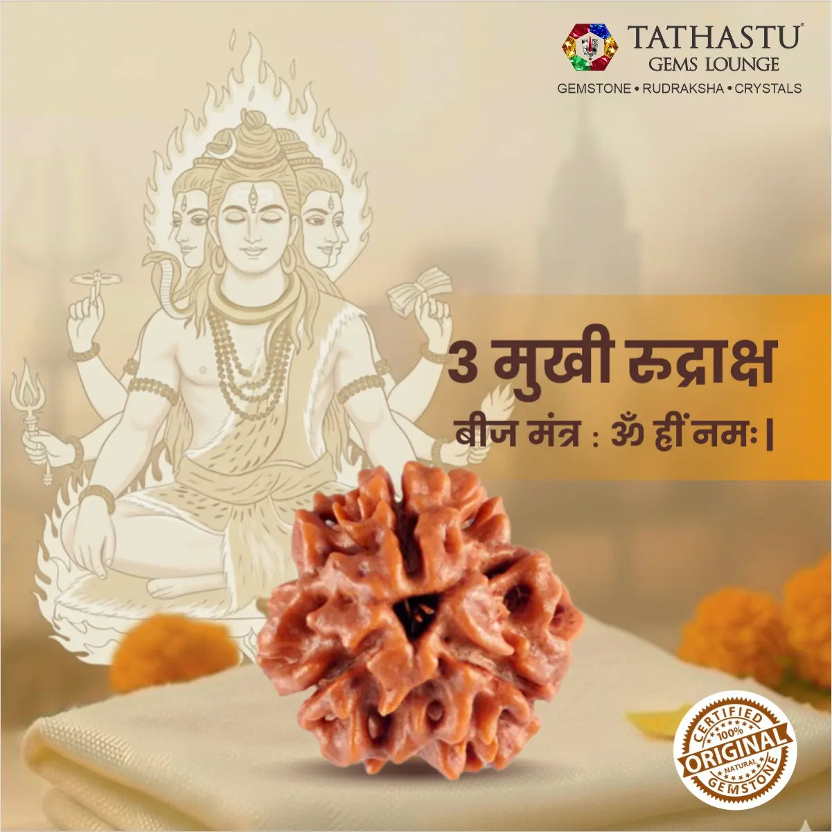 Authentic 3 Mukhi Rudraksha certified natural Rudraksha bead for positive energy and Lord Agni blessings
