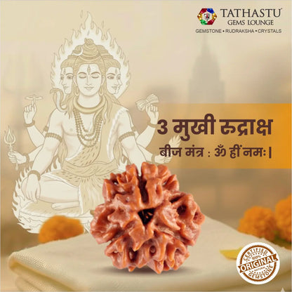 Authentic 3 Mukhi Rudraksha certified natural Rudraksha bead for positive energy and Lord Agni blessings