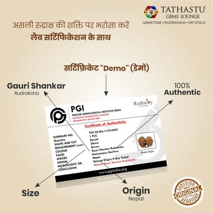 Abhimantrit Original Gauri Shankar Rudraksha bead at Tathastu Gems Lounge with 100% authentic lab test certification report.