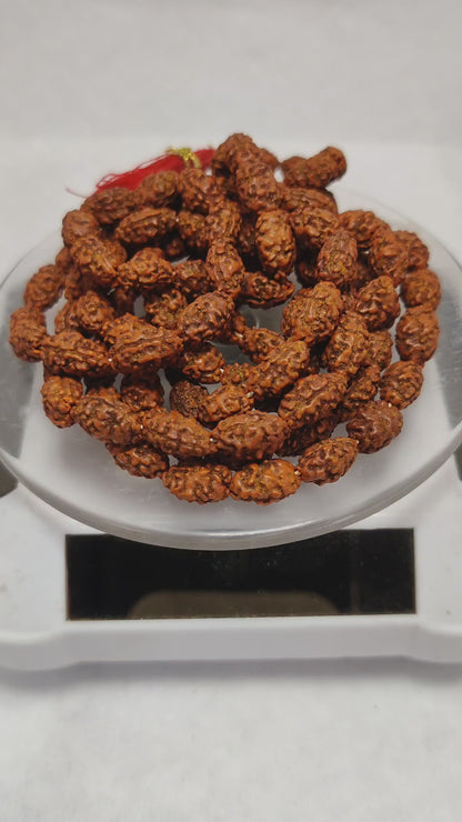 Original 2 Mukhi Rudraksha Mala | Abhimantrit