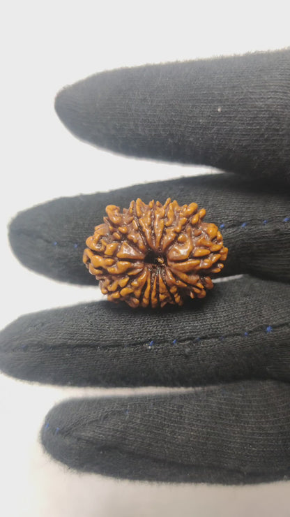 Original 14 Mukhi Rudraksha  |  Nepali Abhimantrit