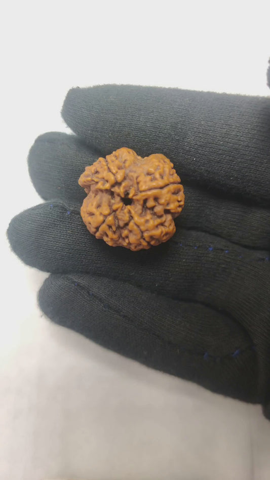 Original 4 Mukhi Rudraksha  |  Nepali Abhimantrit