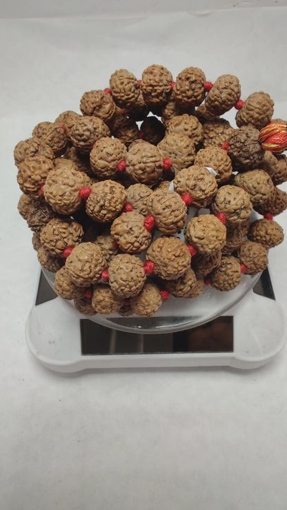 Original 6 Mukhi Rudraksha Mala |  Abhimantrit