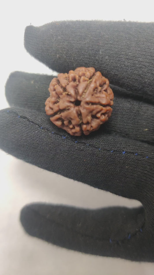 Original 5 Mukhi Rudraksha | Nepali Abhimantrit
