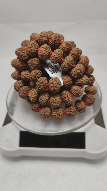 Original 10 Mukhi Rudraksha Mala | Abhimantrit