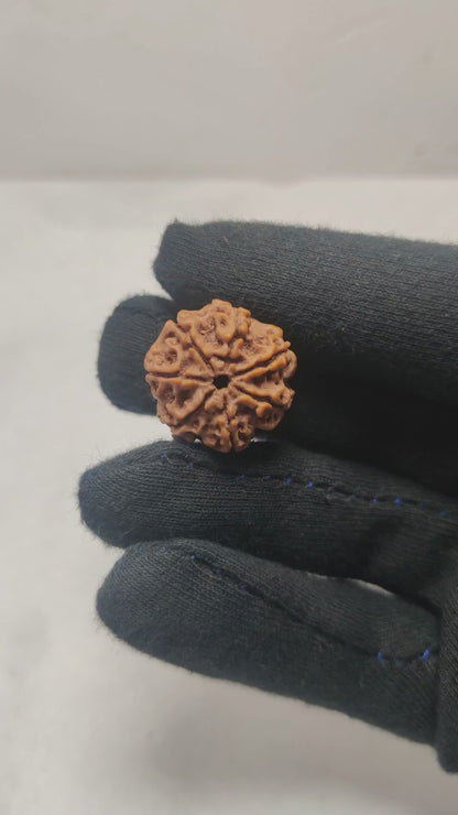 7 Mukhi Rudraksha – Original & Energized for Prosperity & Protection