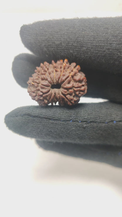Original 12 Mukhi Rudraksha  |  Nepali Abhimantrit