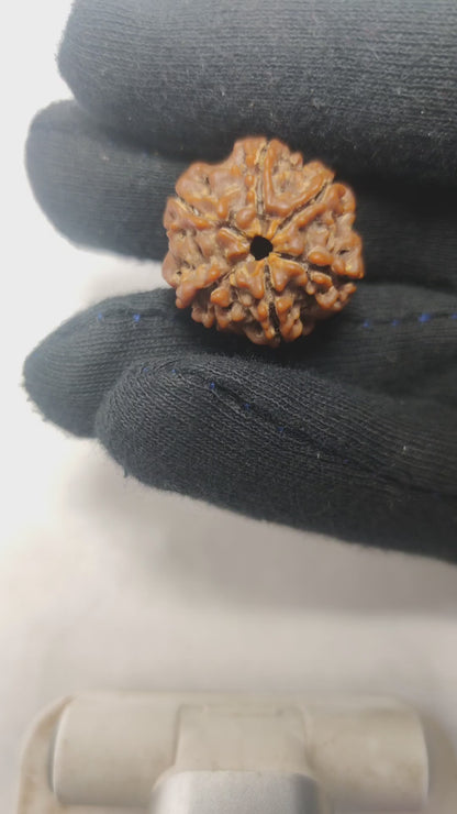Original 6 Mukhi Rudraksha  |  Nepali Abhimantrit