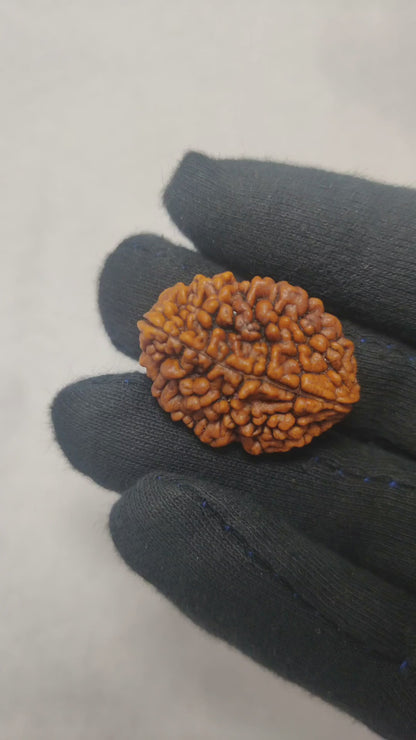 Original 2 Mukhi Rudraksha  |  Nepali Abhimantrit