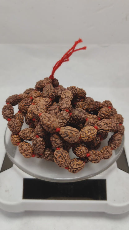 Original 3 Mukhi Rudraksha Mala | Abhimantrit