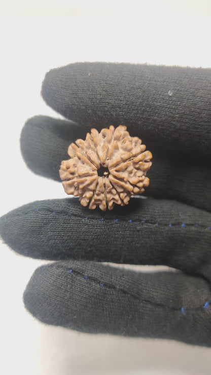 Original 9 Mukhi Rudraksha  |  Nepali Abhimantrit
