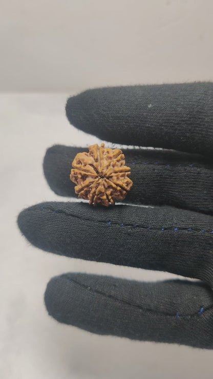 Original 8 Mukhi Rudraksha  |  Nepali Abhimantrit