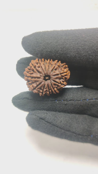 Original 13 Mukhi Rudraksha  |  Nepali Abhimantrit