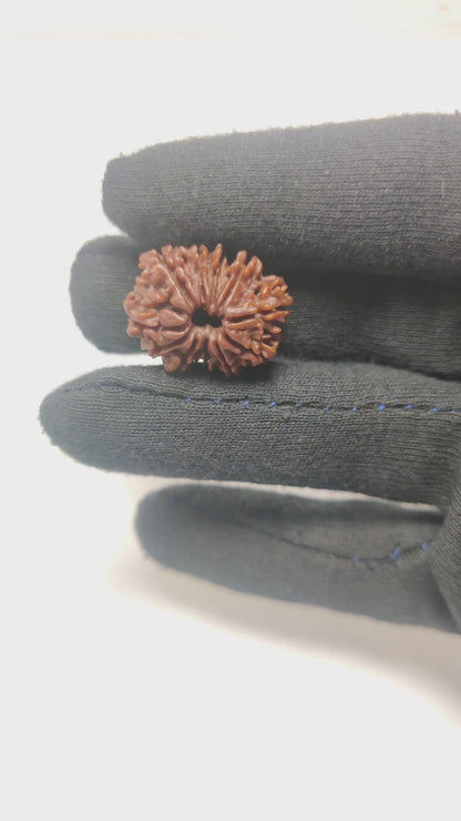 Original 11 Mukhi Rudraksha  |  Nepali Abhimantrit