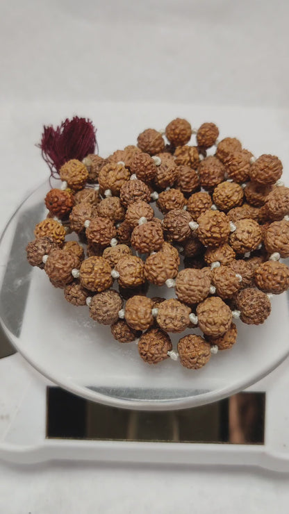 Original 7 Mukhi Rudraksha Mala | Abhimantrit