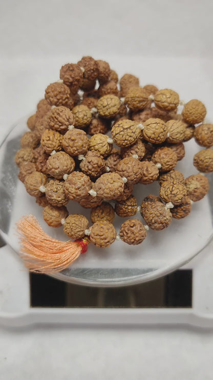 Original 5 Mukhi Rudraksha Mala | Abhimantrit