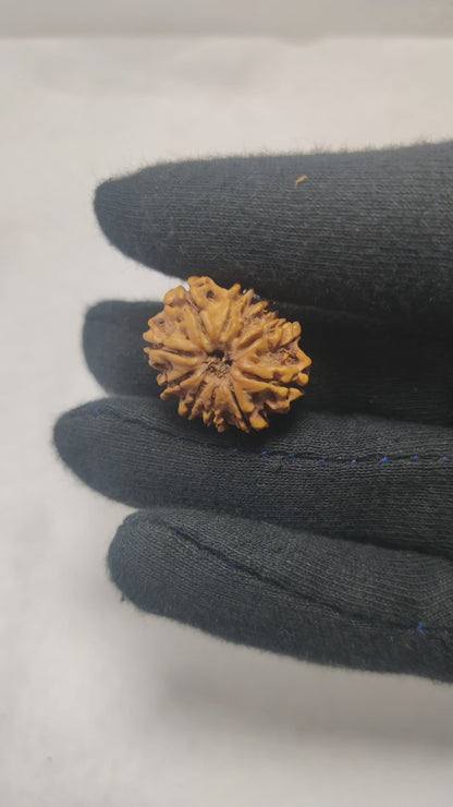 Original 10 Mukhi Rudraksha  |  Nepali Abhimantrit